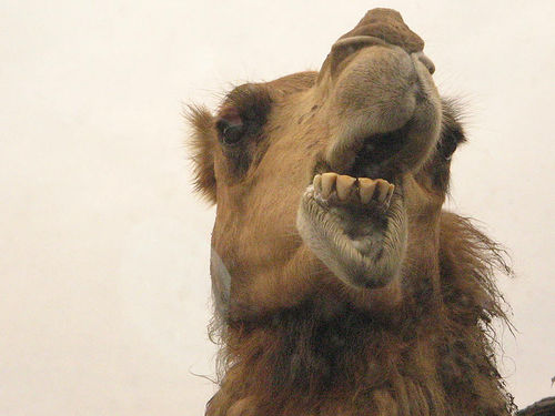 [Image: muhammad-camel.jpg]